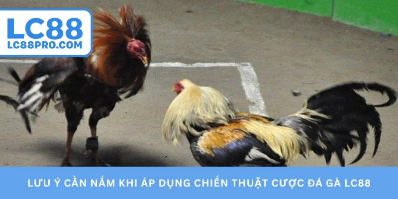 Lưu ý cần nắm khi áp dụng chiến thuật cược đá gà LC88