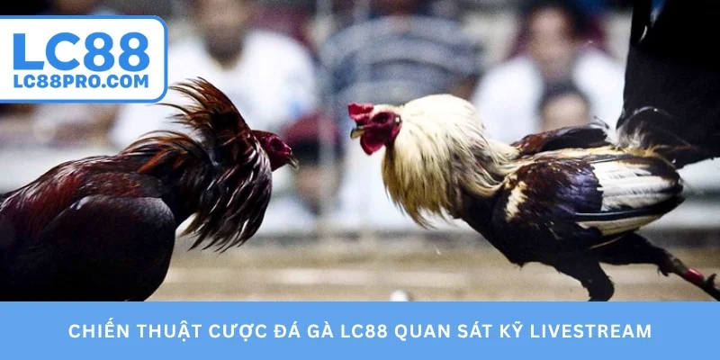 Chiến thuật cược đá gà LC88 quan sát kỹ livestream