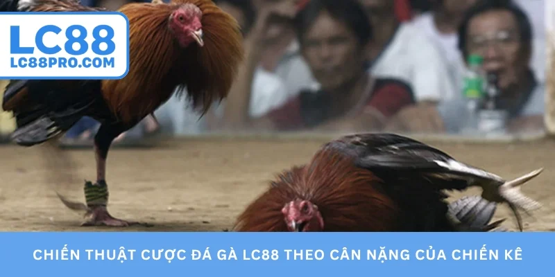 Chiến thuật cược đá gà LC88 theo cân nặng của chiến kê